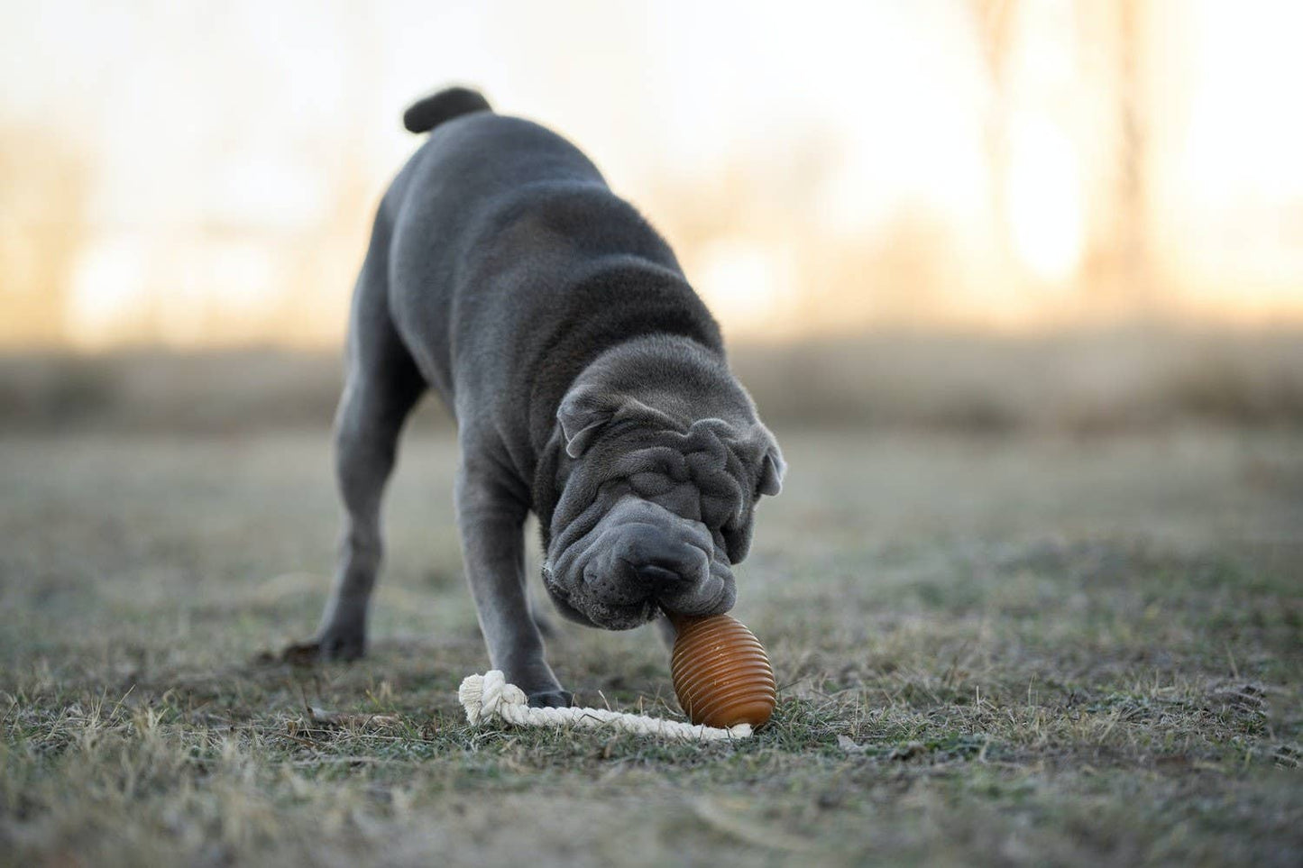 Retorn - Rub Bouncy & Rope Hundespielzeug