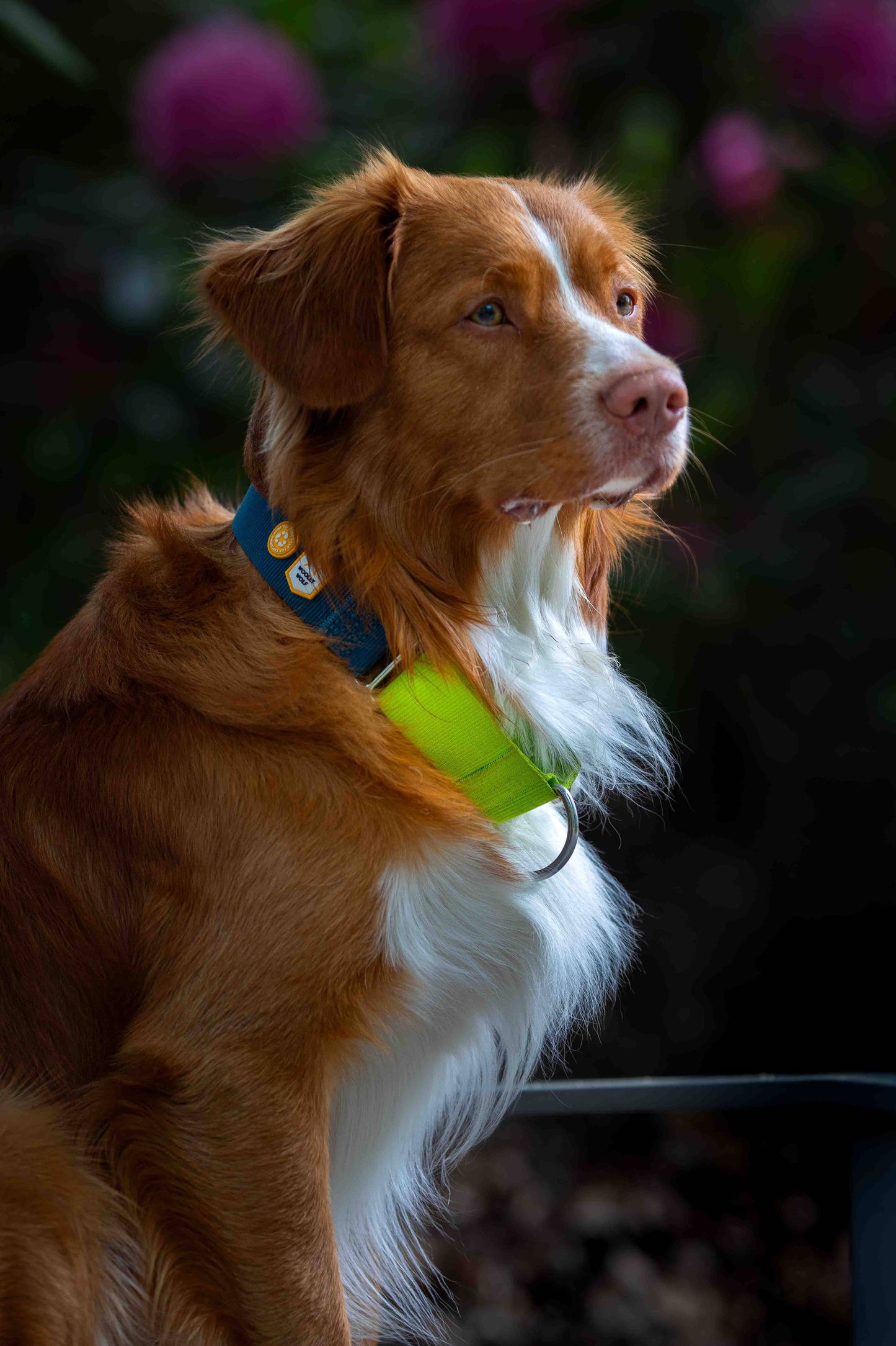 Woolly Wolf - Color Block Martingale Hundehalsband Deep Teal Mix, recycelt (RPET)