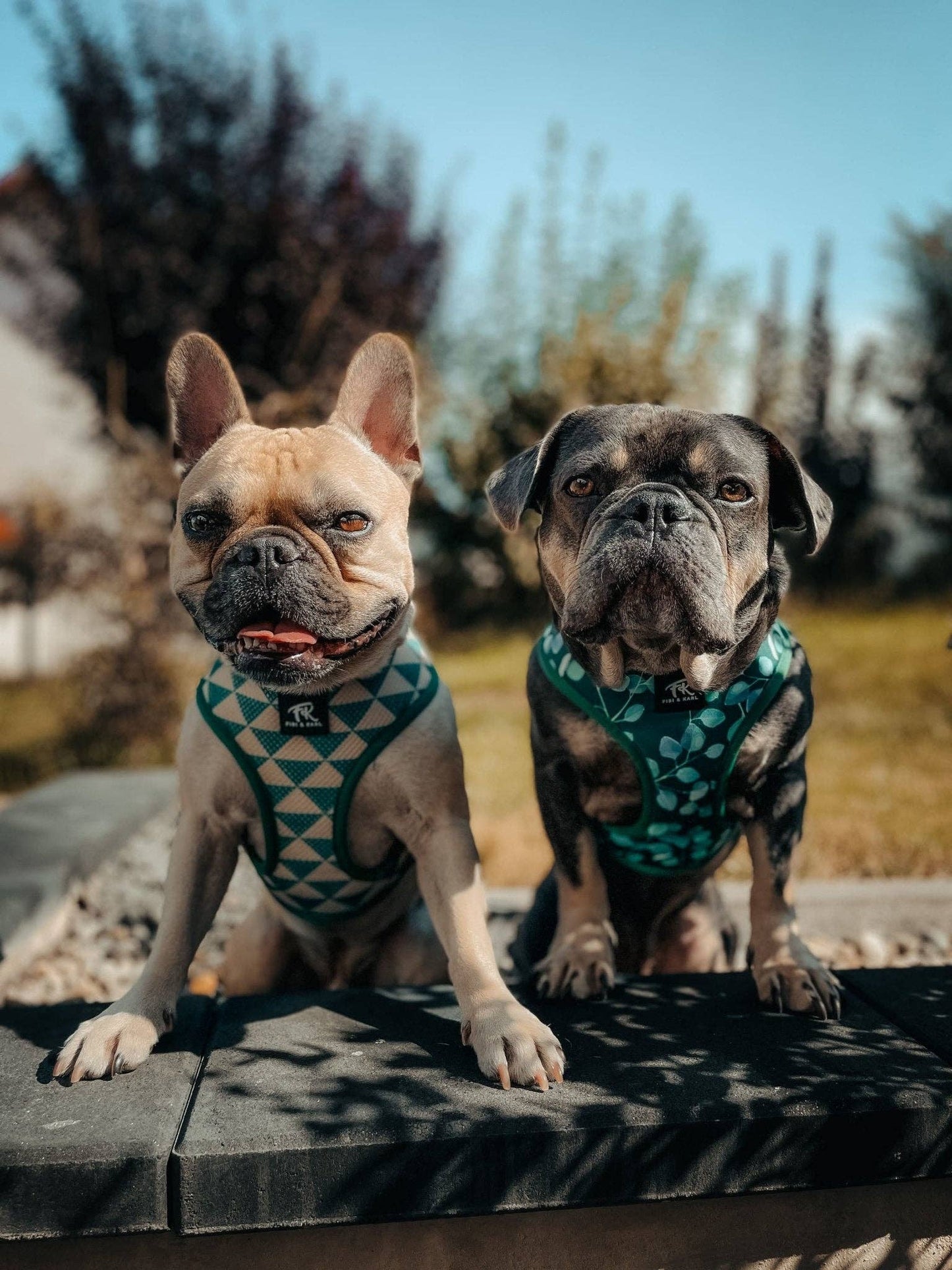 2-in-1 Hundegeschirr FK Rajasim
