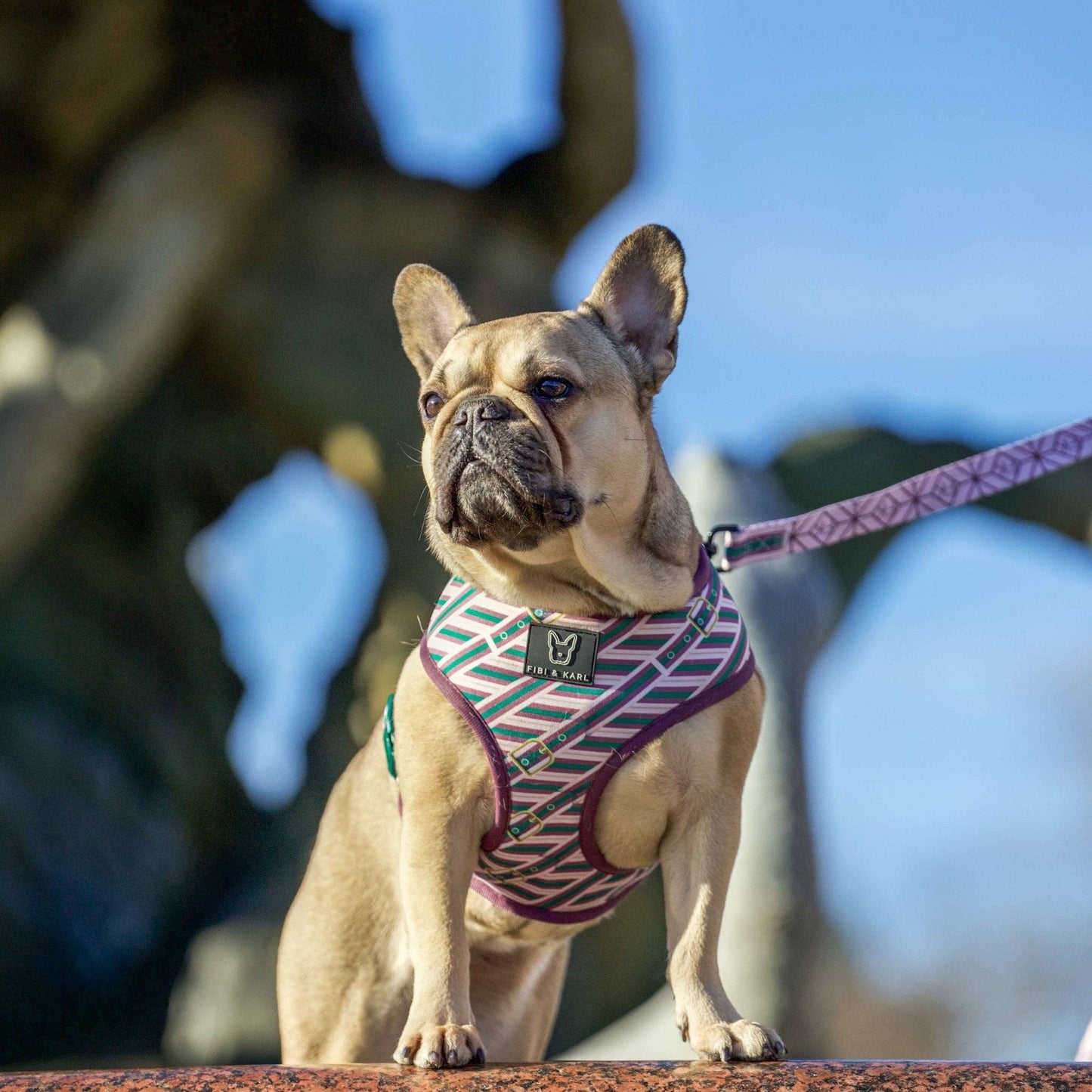 2-in-1 Hundegeschirr FK Beltington