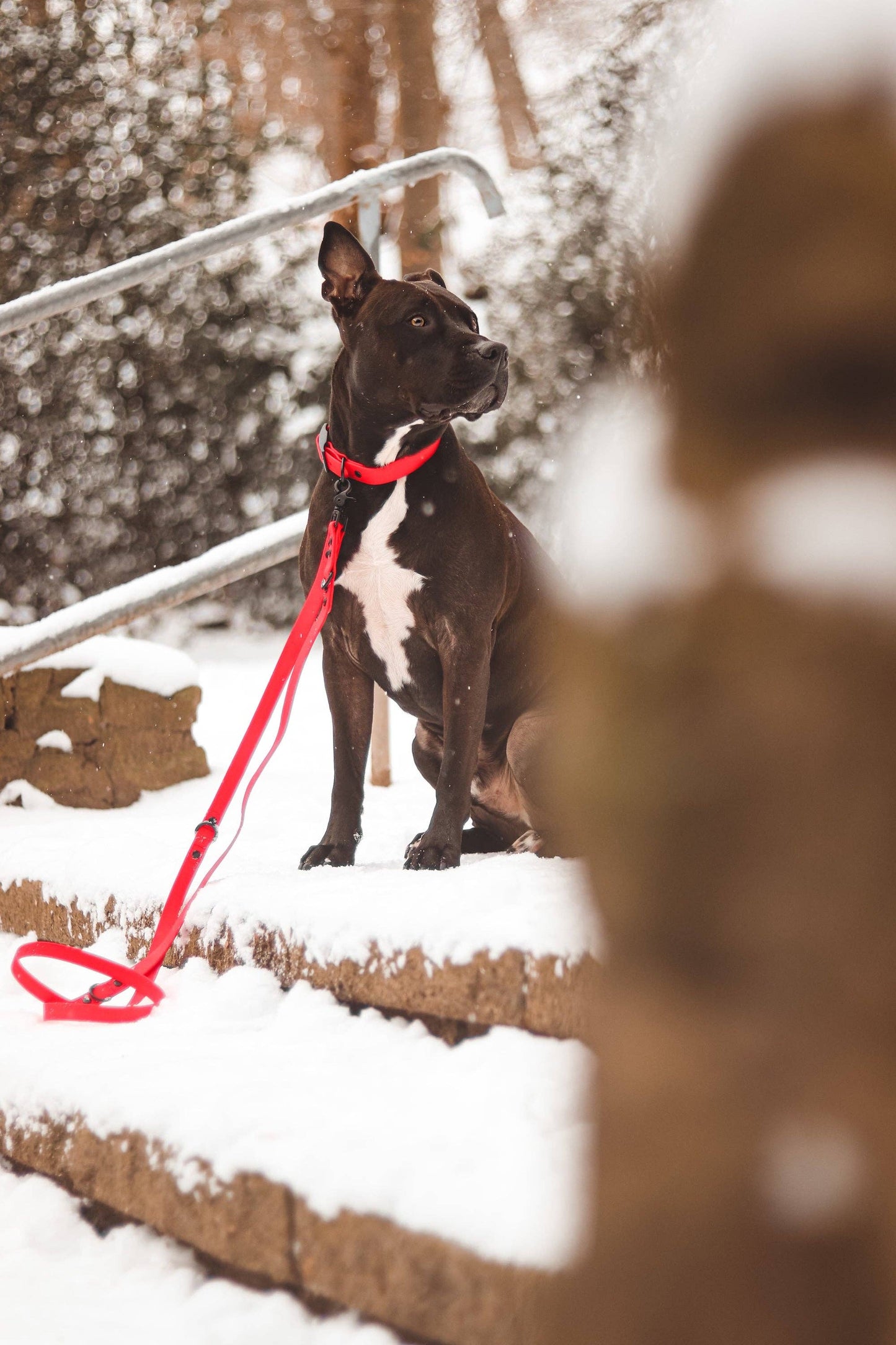 Schmuddelschnute - Hundeleine "Schietwedda" Bordeaux