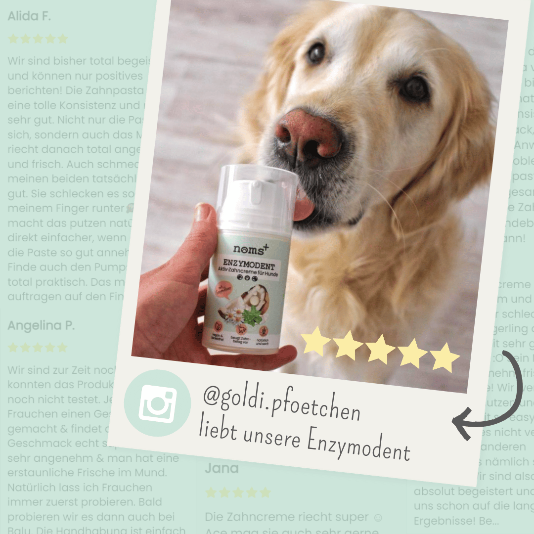 Noms+ - Enzymodent: Enzymatische Zahnpasta für Hunde mit natürlicher Pflege- und Präventionsformel