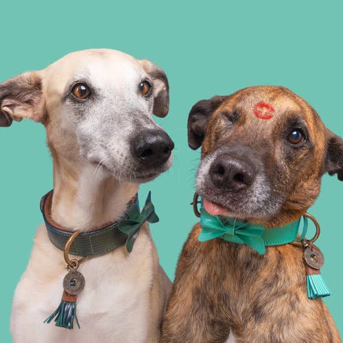 Dog with a Mission - Halsband City BOOMER