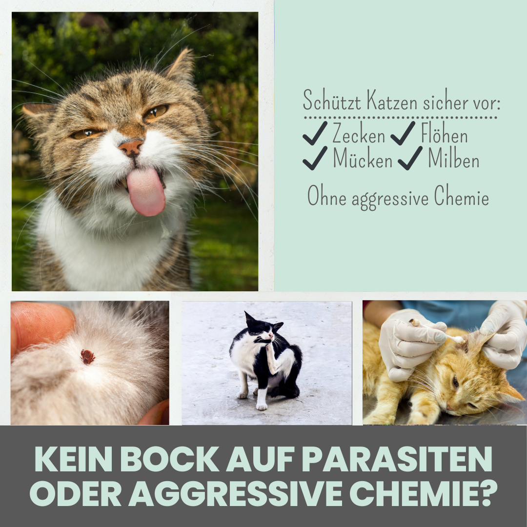 Noms+ - Zpot-on für Katzen