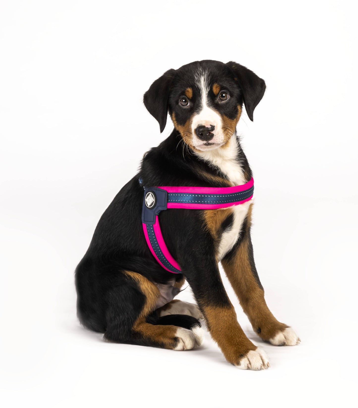 Q-Fit Dog Harness Pink