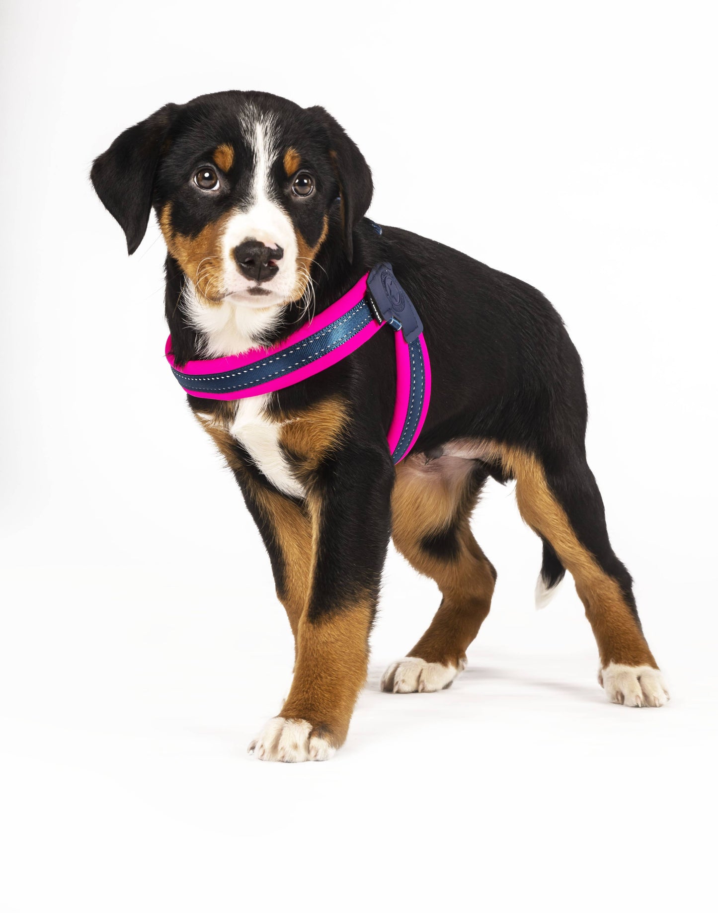 Q-Fit Dog Harness Pink