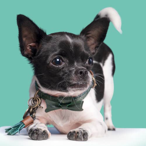 Dog with a Mission - Halsband City BOWIE