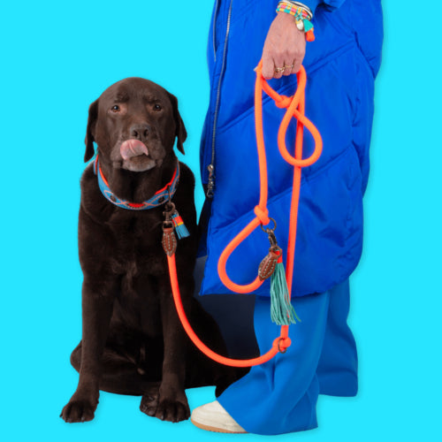 Dog with a Mission - Extra lange Carrot Cake Hundeleine