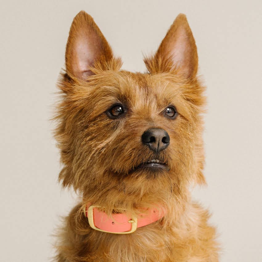 GULA - Klassisches Hundehalsband — Orange und Rosa (25 mm breit)