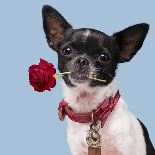 Dog with a Mission - Halsband City BONNIE
