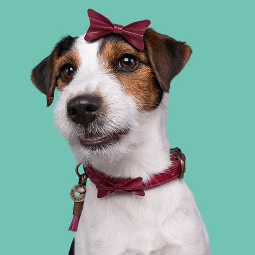 Dog with a Mission - Halsband City BONNIE