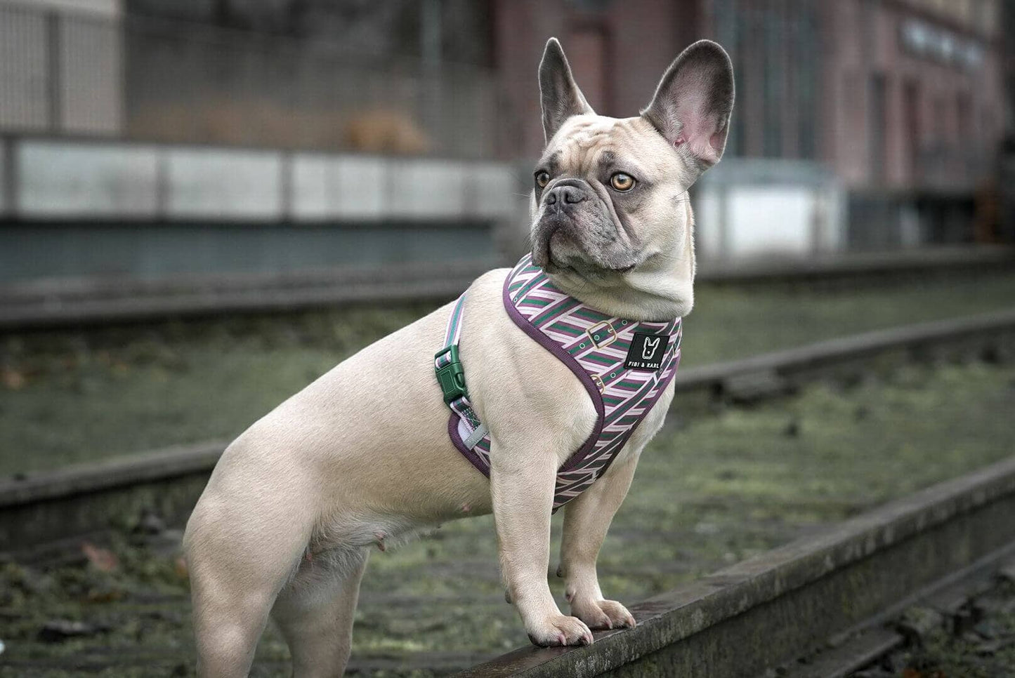 2-in-1 Hundegeschirr FK Beltington