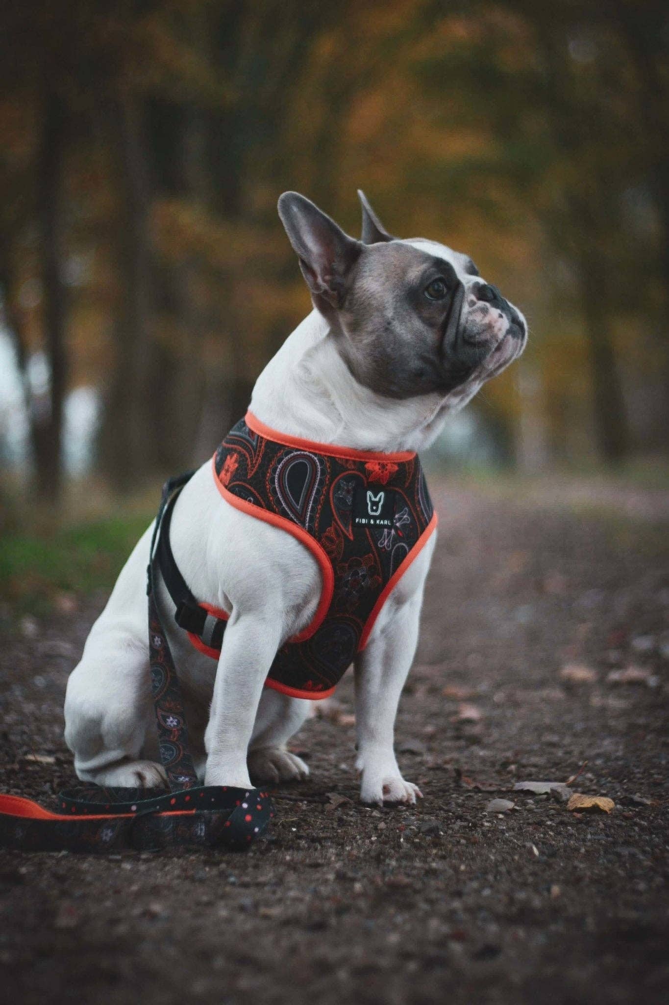 2-in-1 Hundegeschirr Infinity Dots
