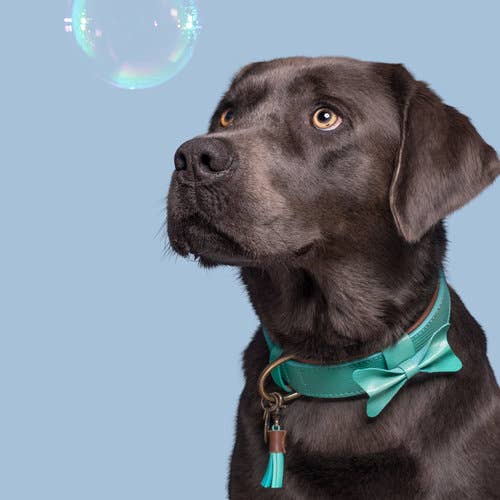 Dog with a Mission - Halsband City BOOMER