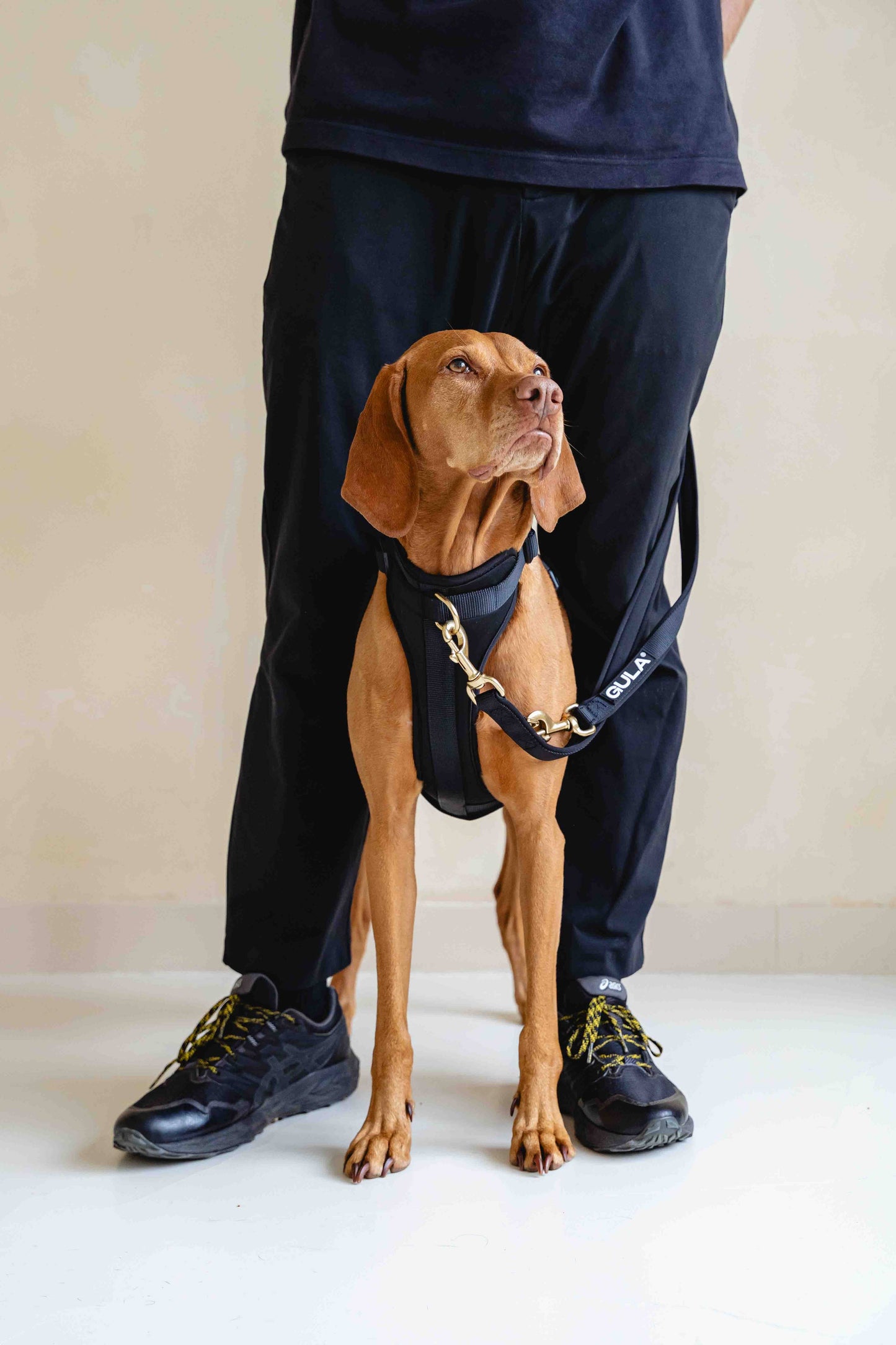 GULA - Hundegeschirr - Ganz in Schwarz