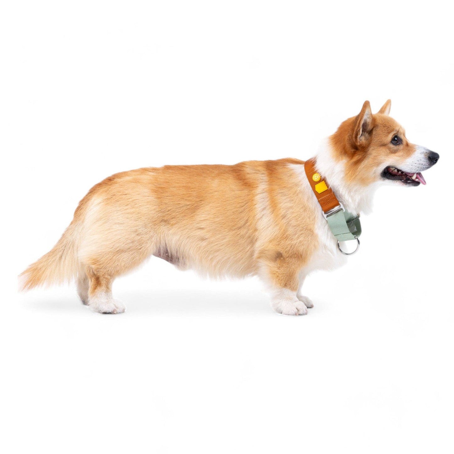 Woolly Wolf - Block Martingale Halsband Terrakotta Mix