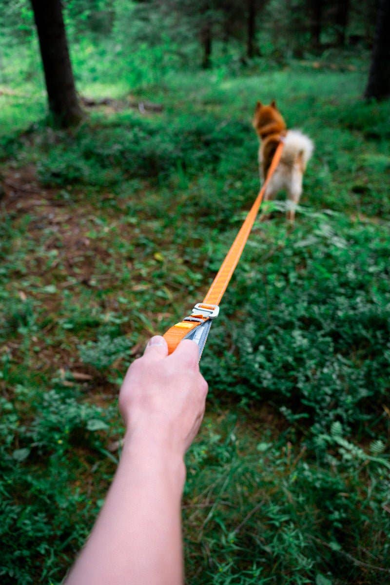 Woolly Wolf - Roam Hundeleine, verstellbar - Grün Ripple