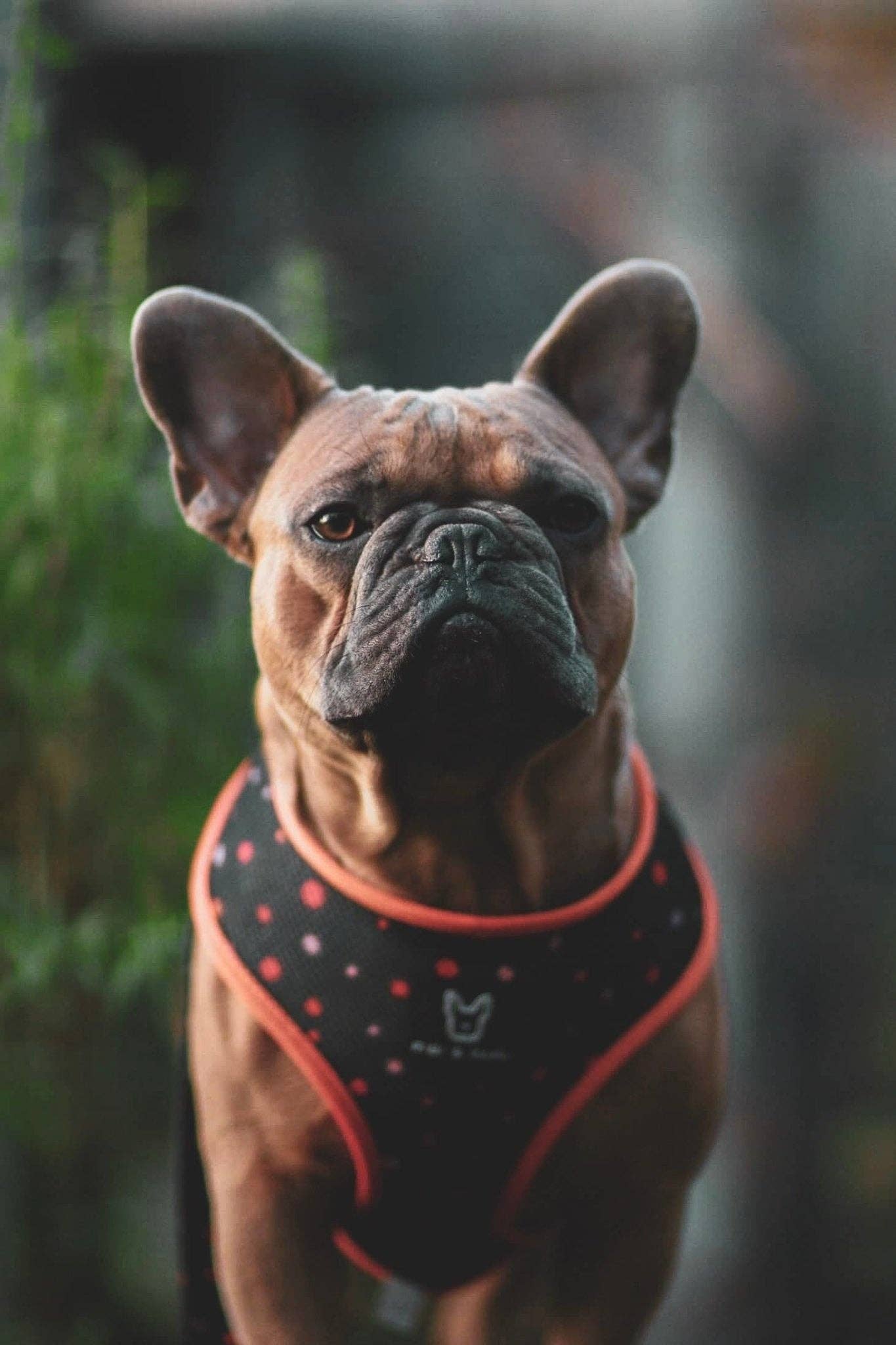 2-in-1 Hundegeschirr Infinity Dots