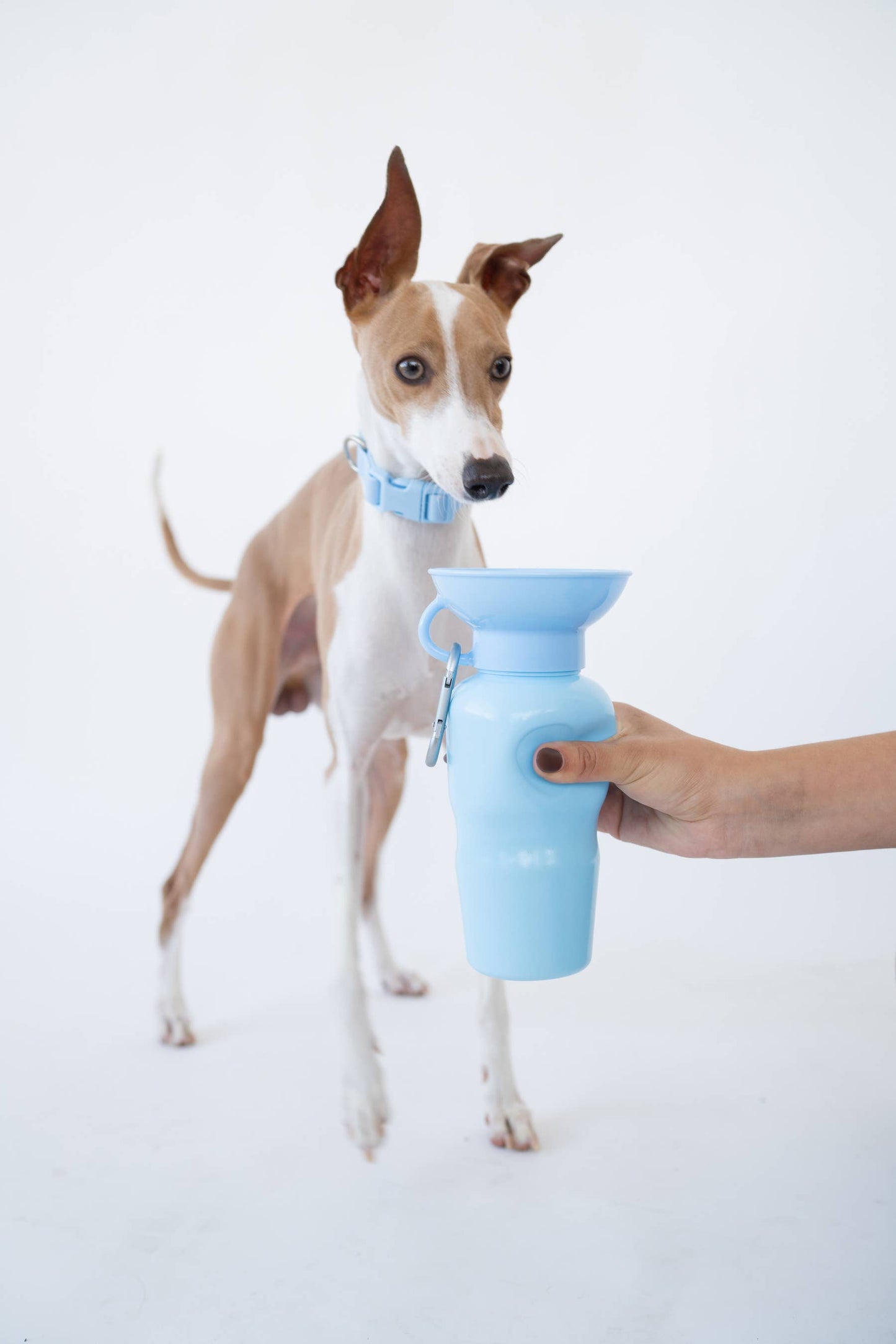 Springer - Reisetrinkflasche für Hunde - 590ml