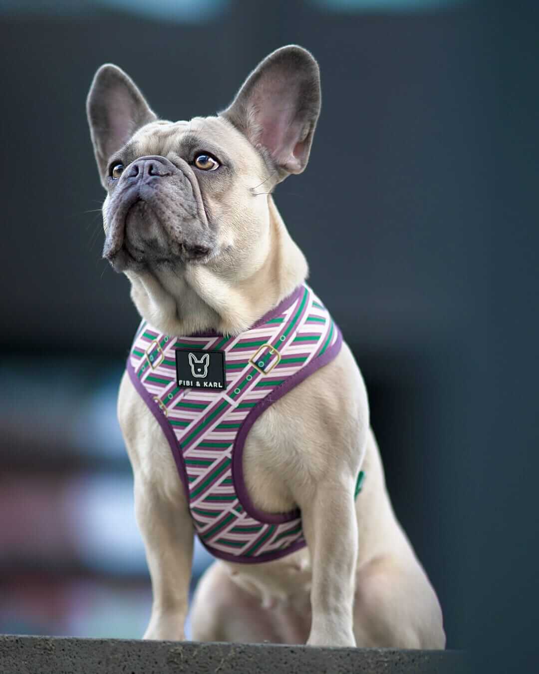 2-in-1 Hundegeschirr FK Beltington