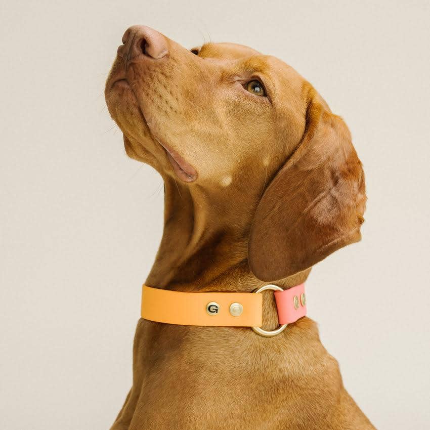 GULA - Klassisches Hundehalsband — Orange und Rosa (25 mm breit)
