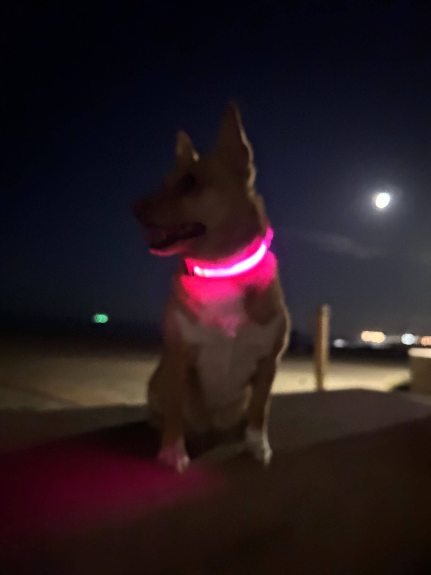 Puppies & Pom Poms - Hundehalsband mit LED-Licht, Rosa