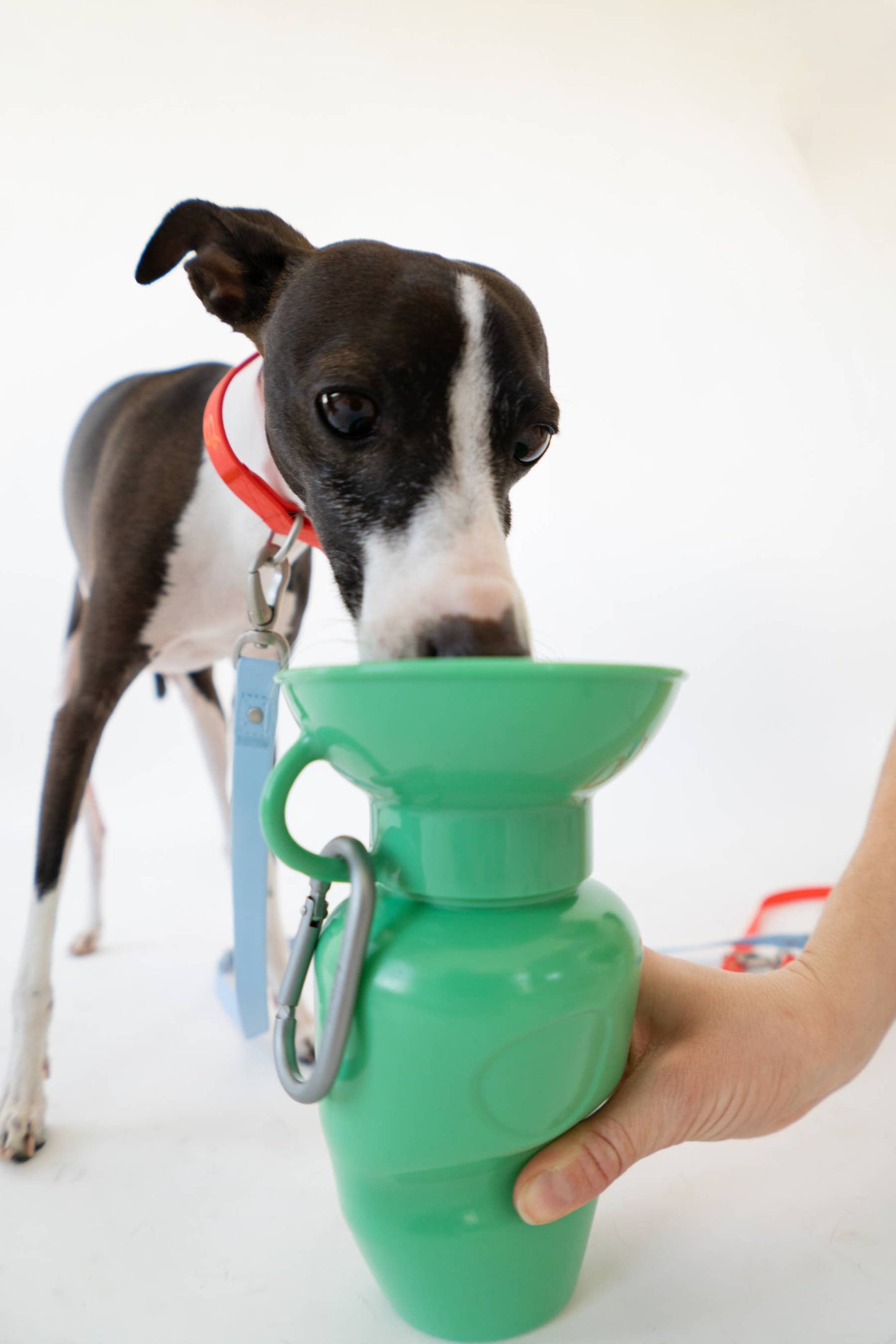 Springer - Reisetrinkflasche für Hunde - 590ml