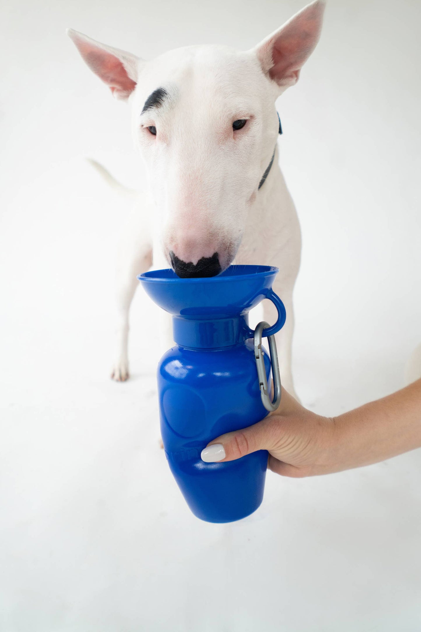 Springer - Reisetrinkflasche für Hunde - 590ml