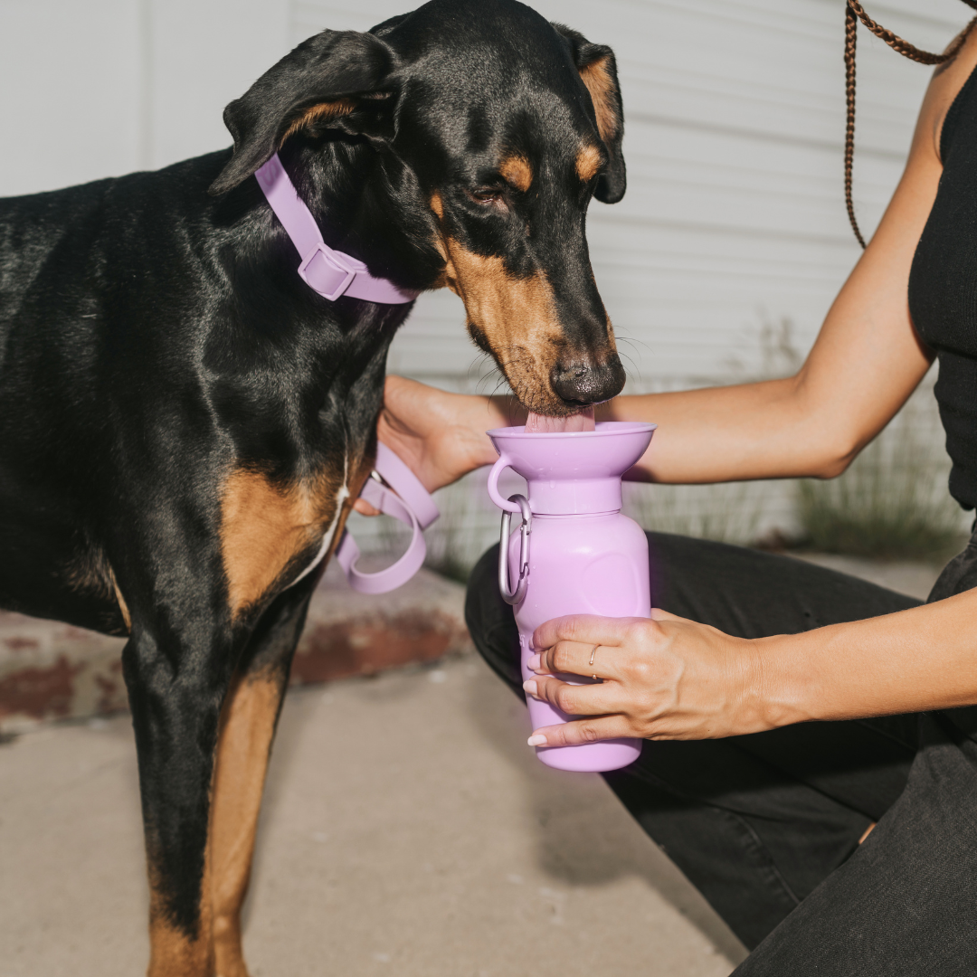 Springer - Reisetrinkflasche für Hunde - 590ml