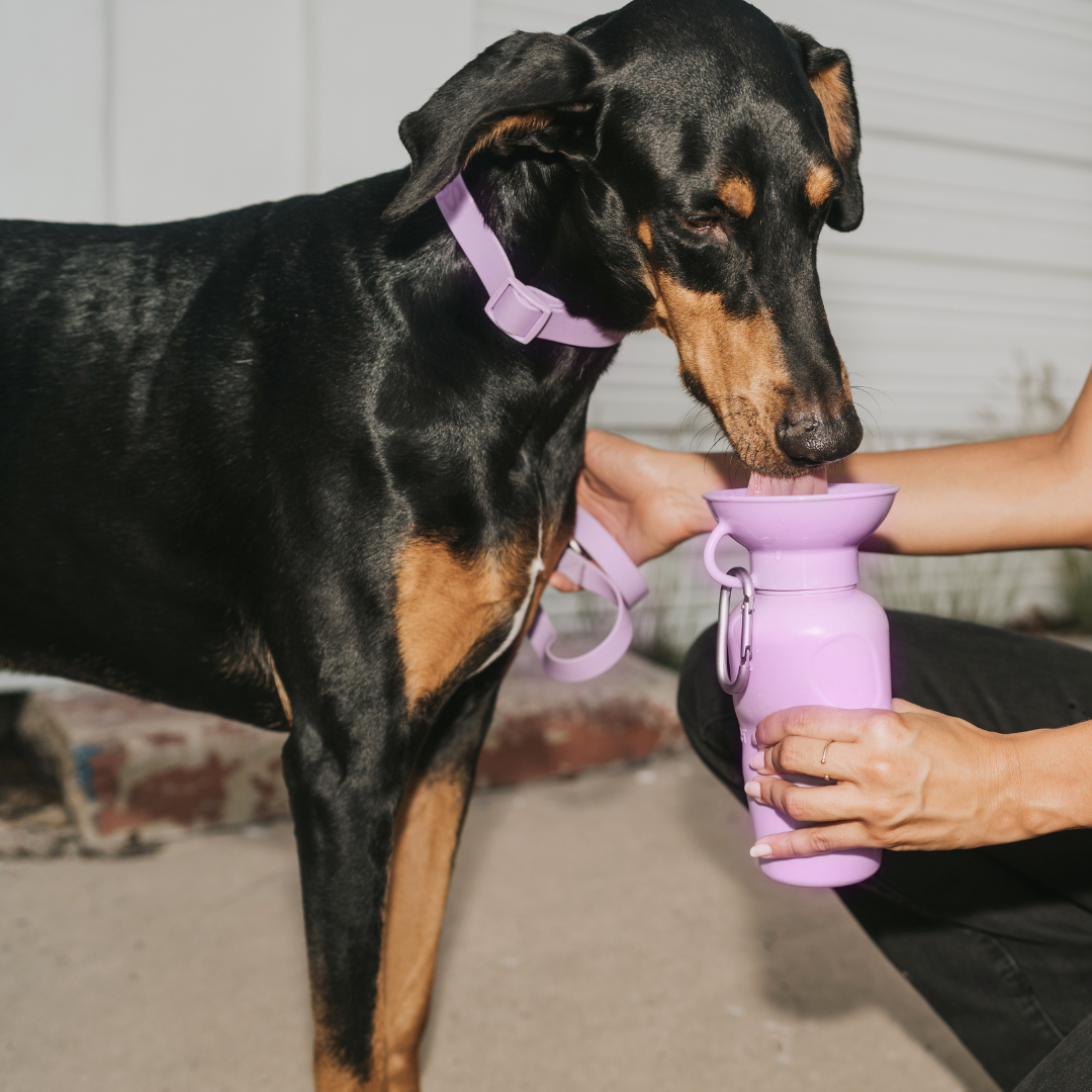 Springer - Reisetrinkflasche für Hunde - 590ml