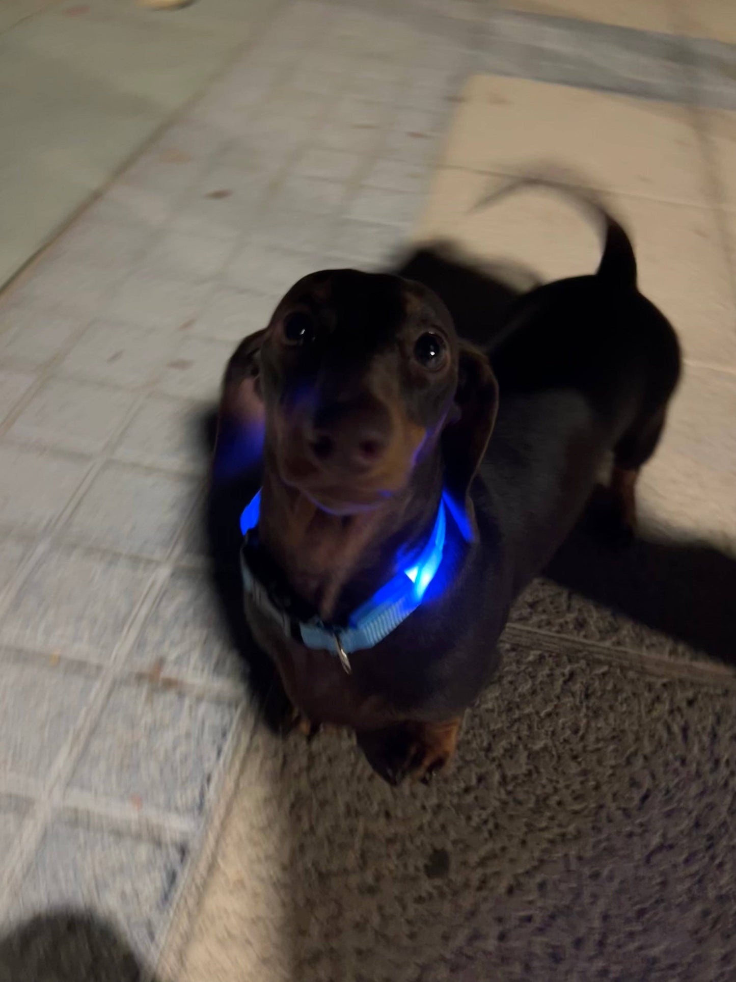 Puppies & Pom Poms - Hundehalsband mit LED-Licht, Blau
