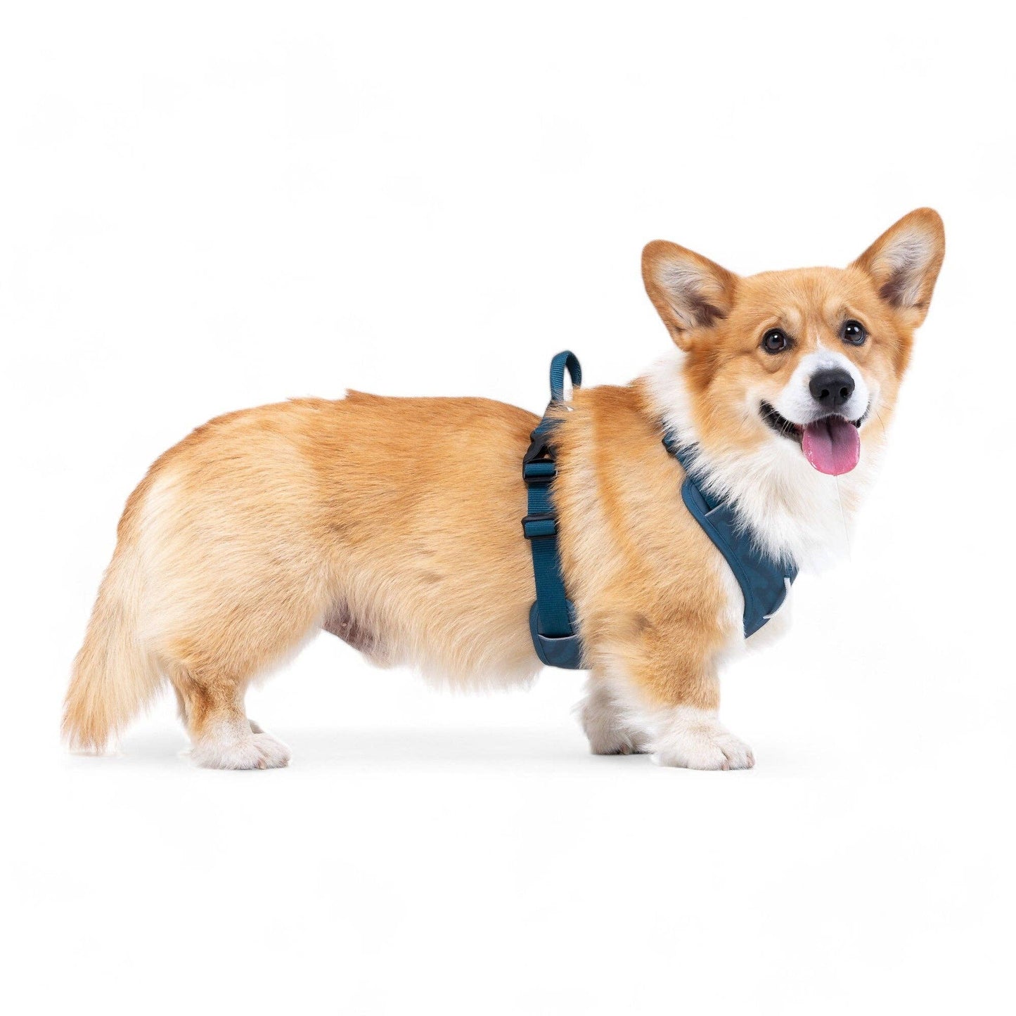Roam Harness Deep Teal Ripple