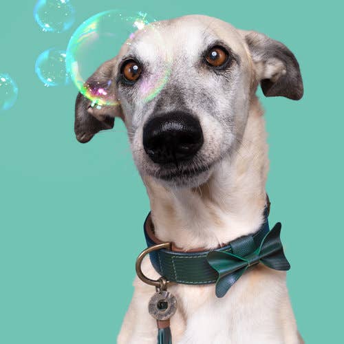 Dog with a Mission - Halsband City BOWIE