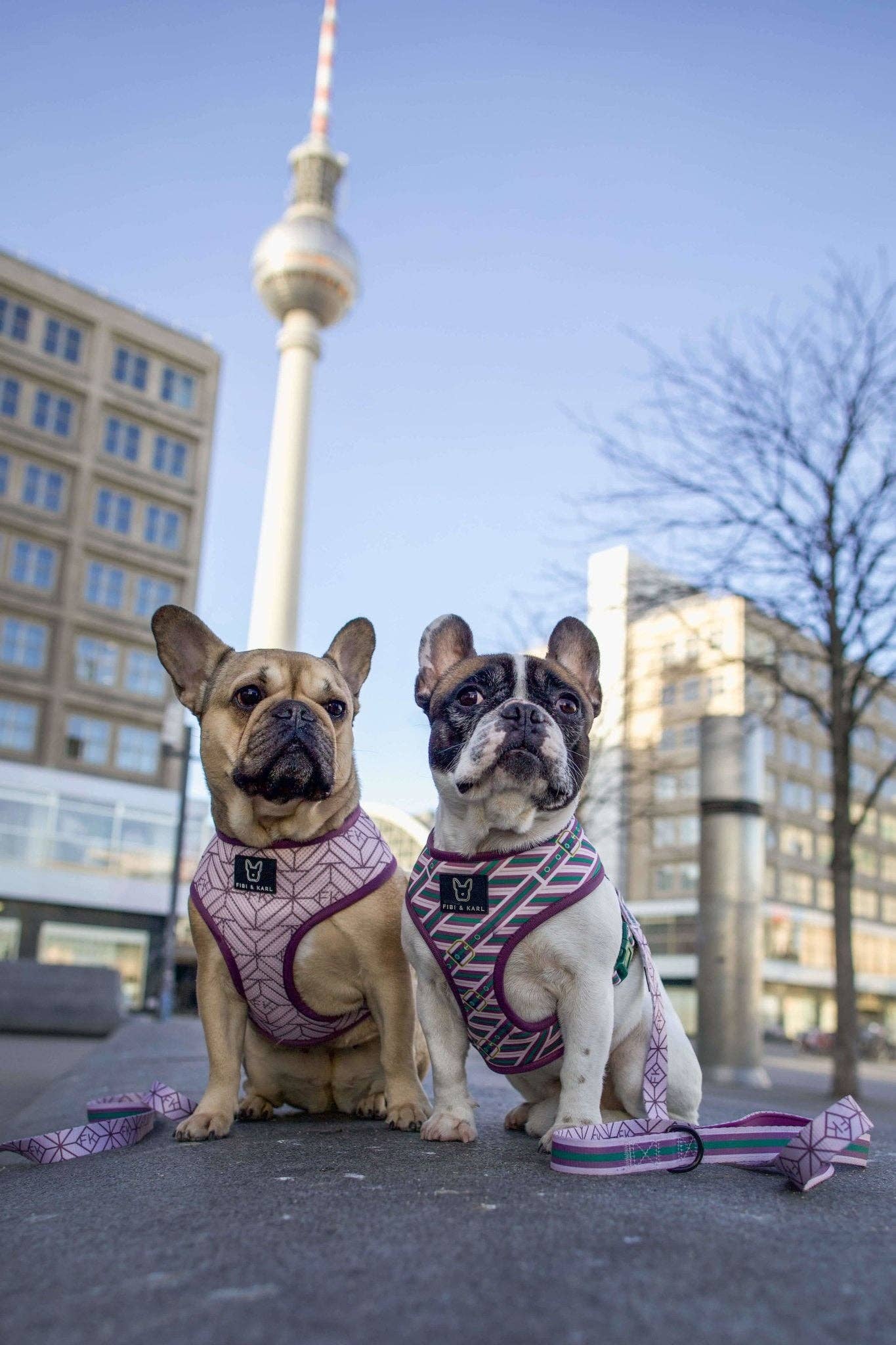 2-in-1 Hundegeschirr FK Beltington
