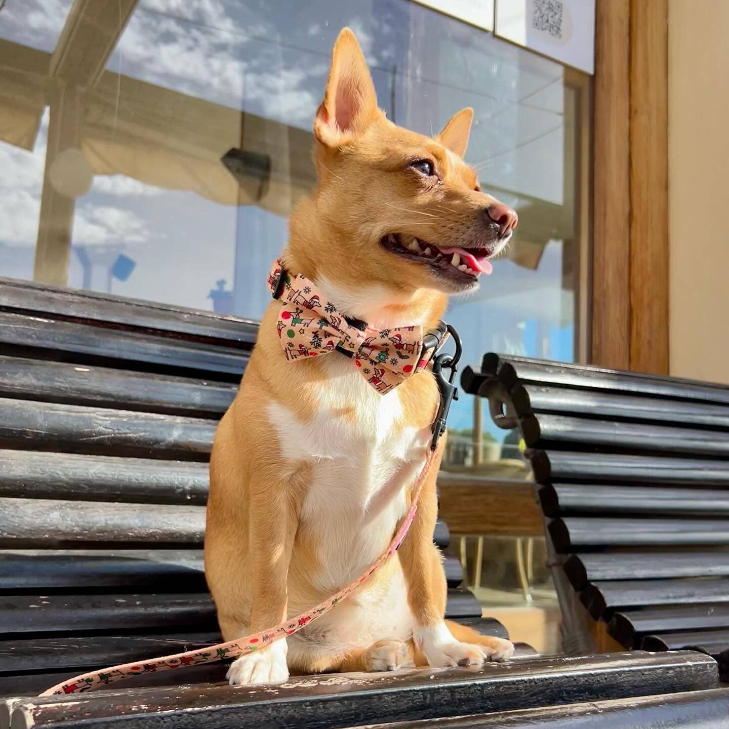 Puppies & Pom Poms - Fliege - Weihnachtsdackel