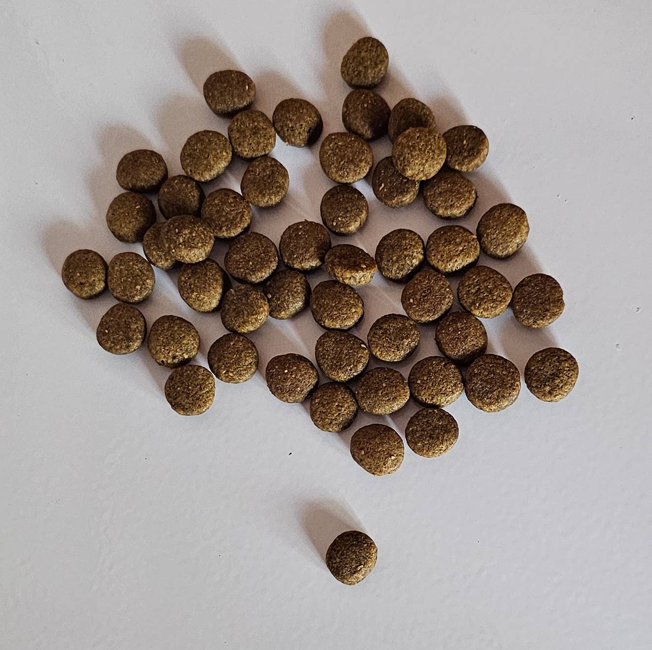 Spirit of Wild Cat Snack Ente mit Sardine