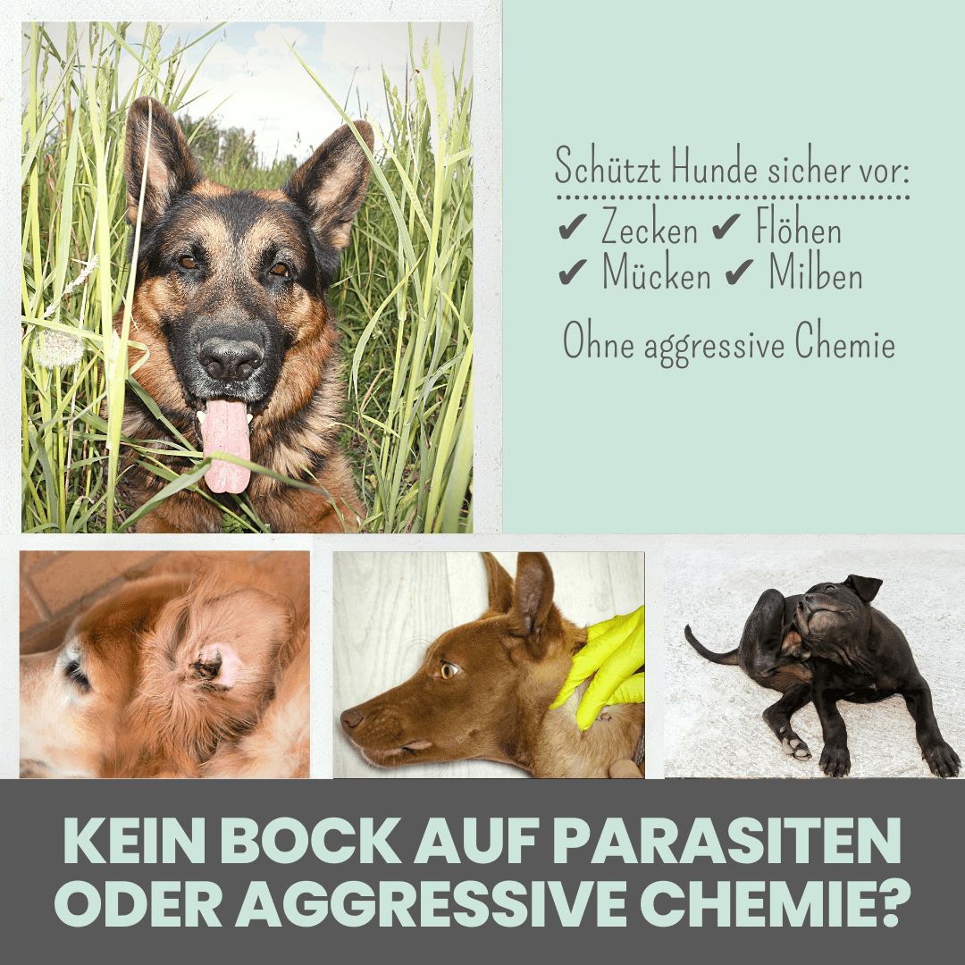 Noms+ - Zpot-on für Hunde gegen Zecken, Flöhe, Milben & Mücken