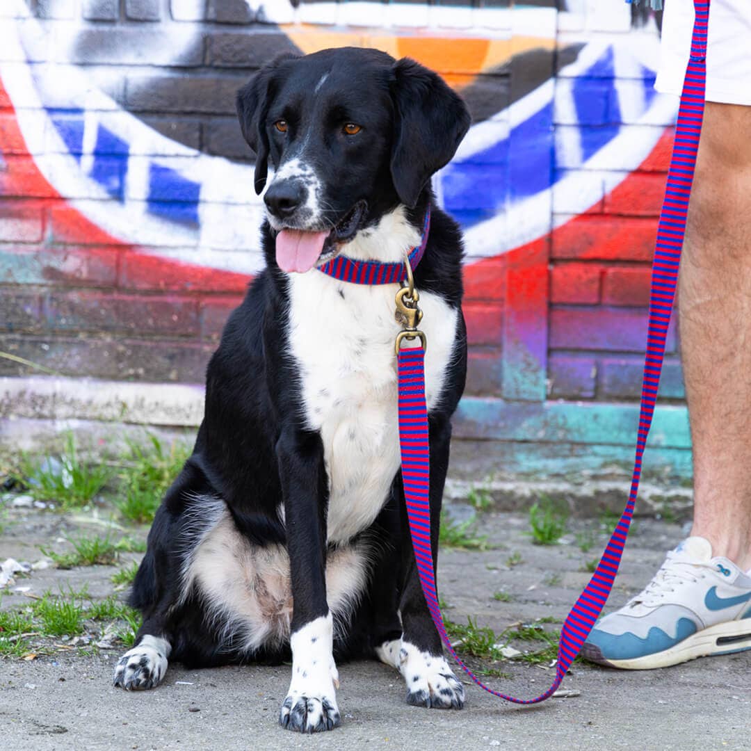 Dog with a Mission - Mr Clooney Hundehalsband
