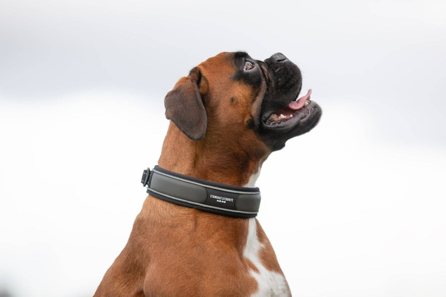 Schmuddelschnute - Hundehalsband "Allwedda" Olive