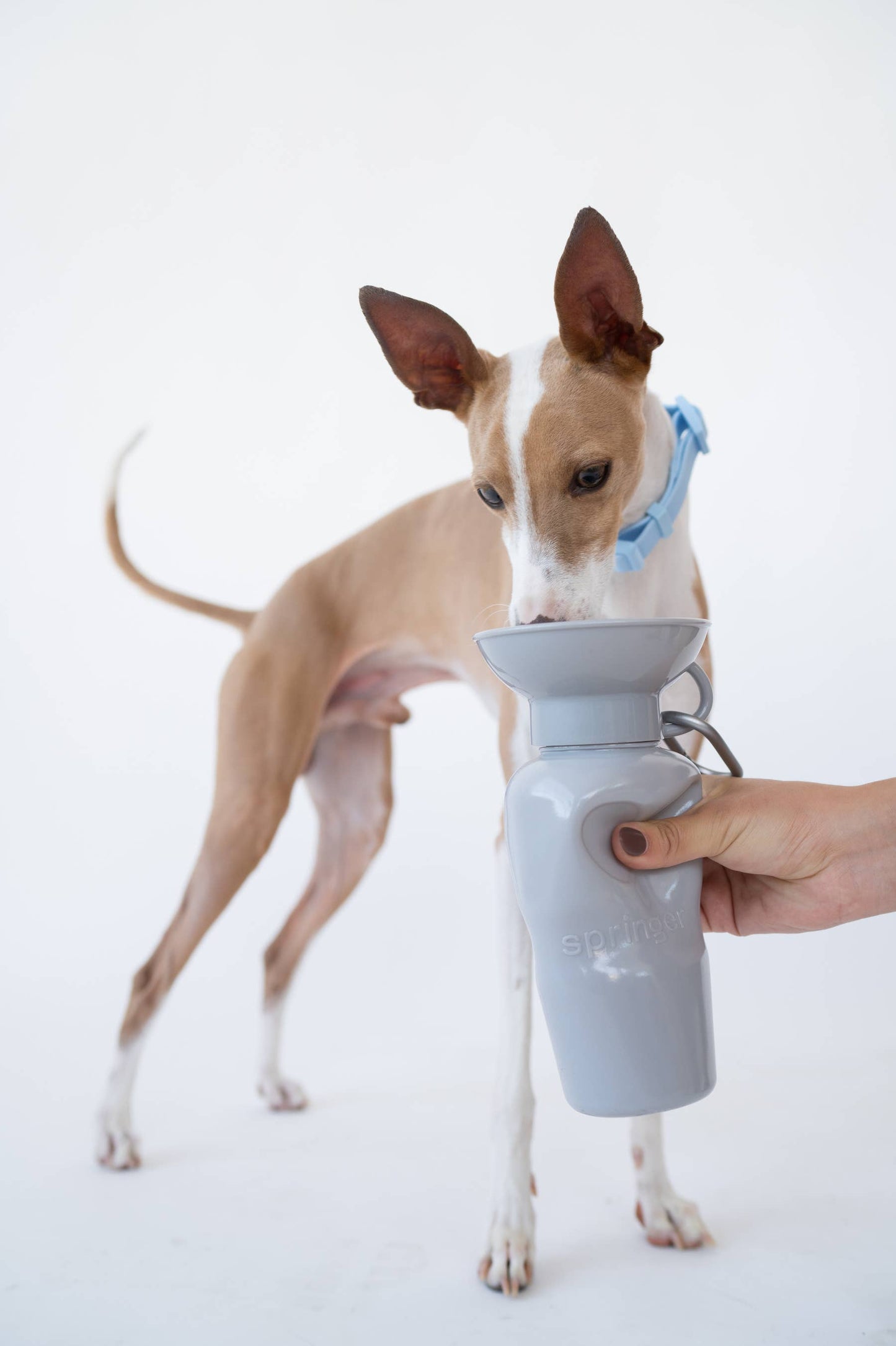 Springer - Reisetrinkflasche für Hunde - 590ml