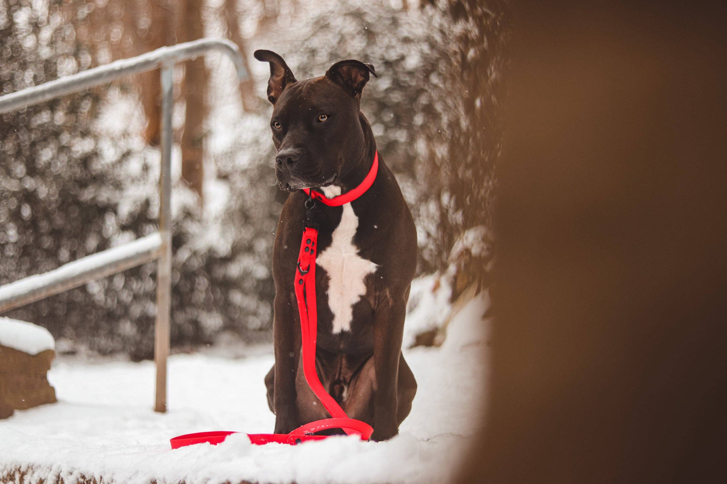 Schmuddelschnute - Hundehalsband "Schietwedda" Bordeaux
