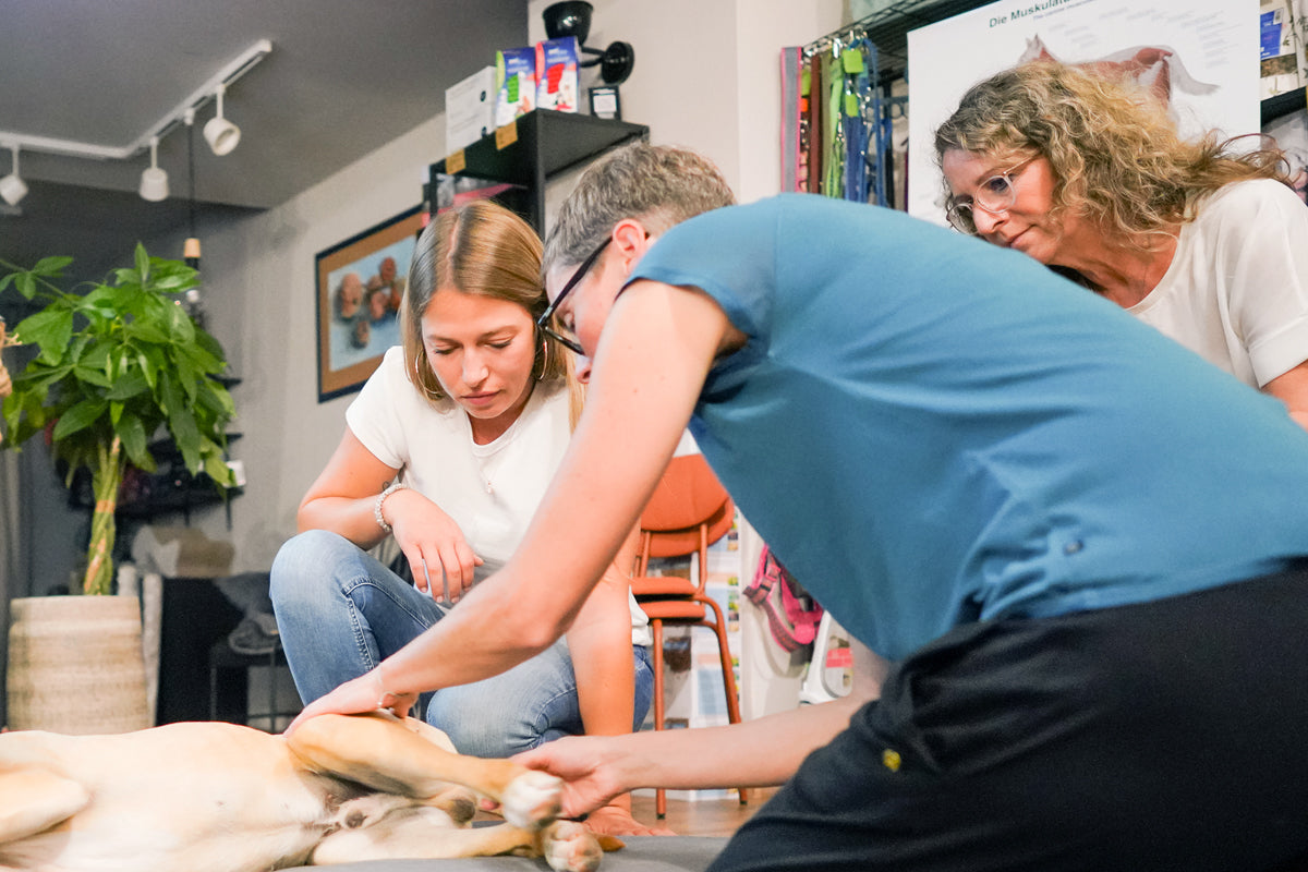 »Hundemassage - Verspannungen lösen, Stress abbauen« mit Anke Jänner am 28. März 2025 / 19:00 Uhr
