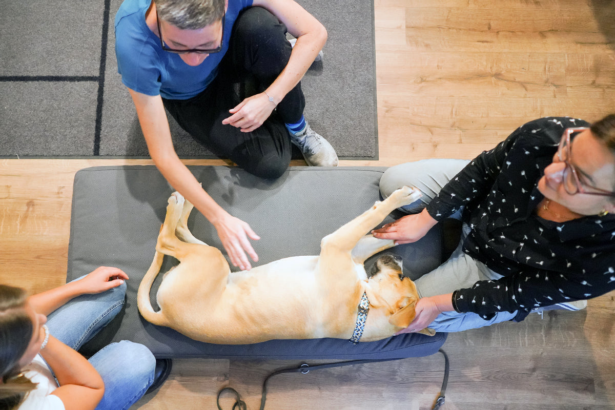 »Hundemassage - Verspannungen lösen, Stress abbauen« mit Anke Jänner am 28. März 2025 / 19:00 Uhr