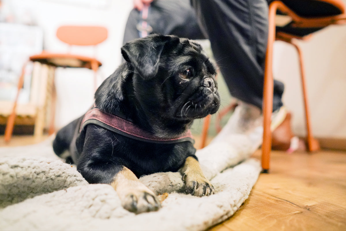 »Hundemassage - Verspannungen lösen, Stress abbauen« mit Anke Jänner am 28. März 2025 / 19:00 Uhr
