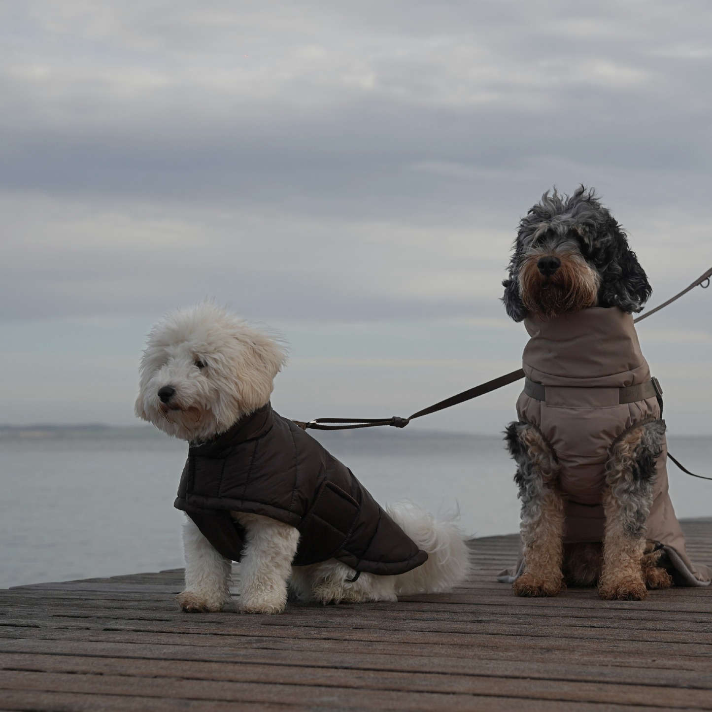 Staey - Nora Hundemantel | Espresso: XS