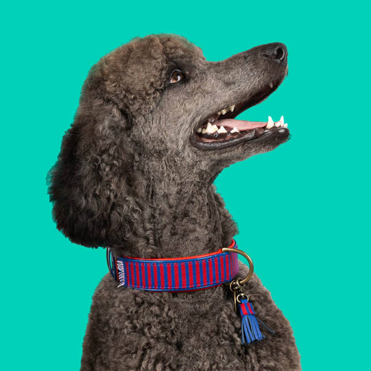 Dog with a Mission - Mr Clooney Hundehalsband