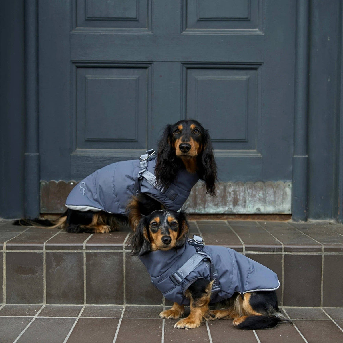 Staey - Vera Hundemantel mit Geschirr | Staubblau: M