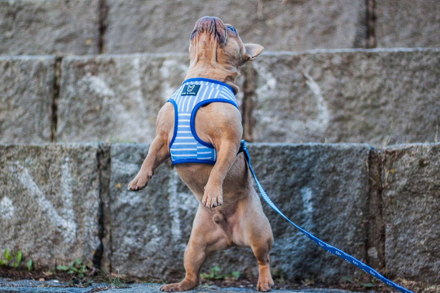 2-in-1 Hundegeschirr Classic