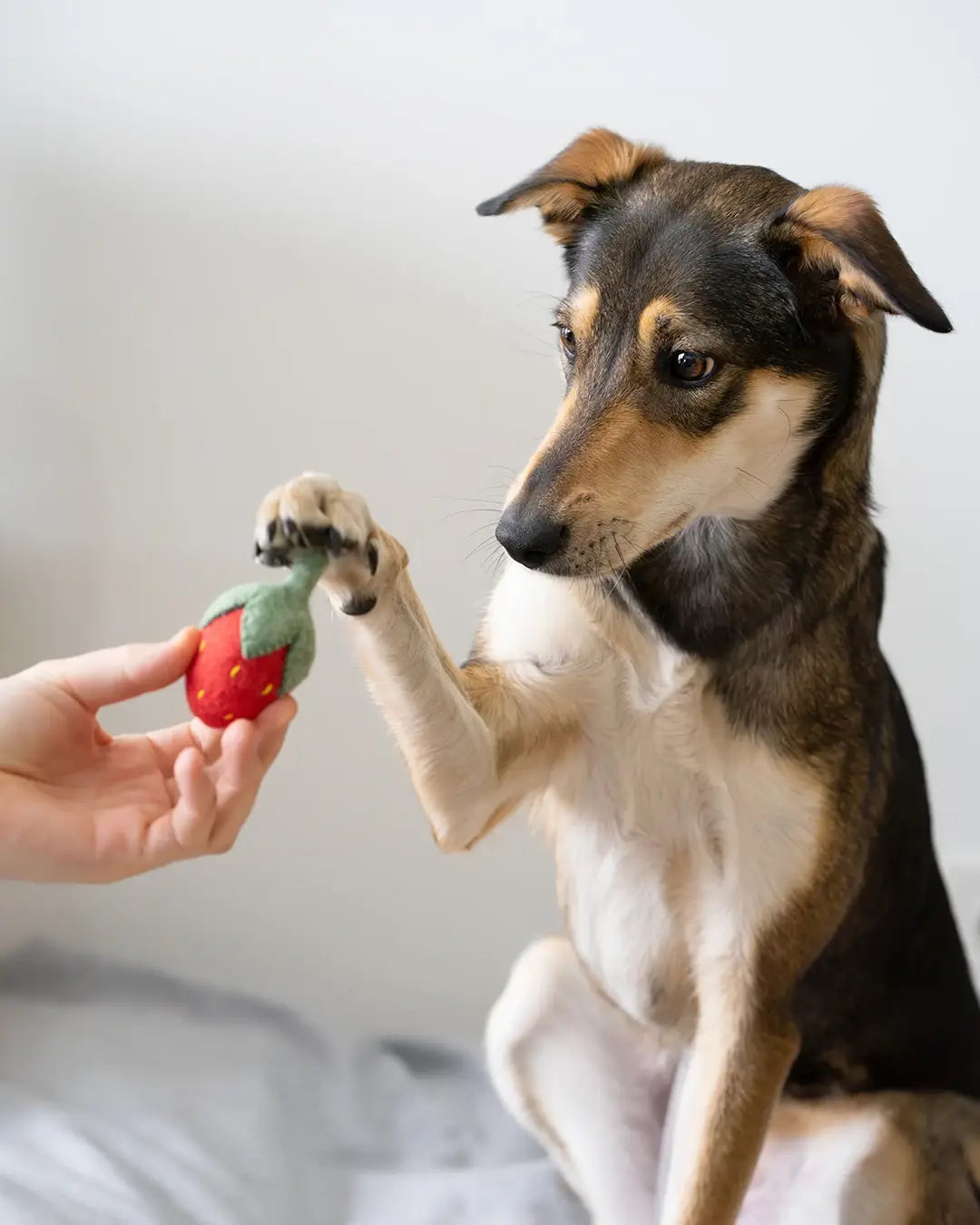 BUDDY - Hundespielzeug aus Schafwolle "Erdbeere"