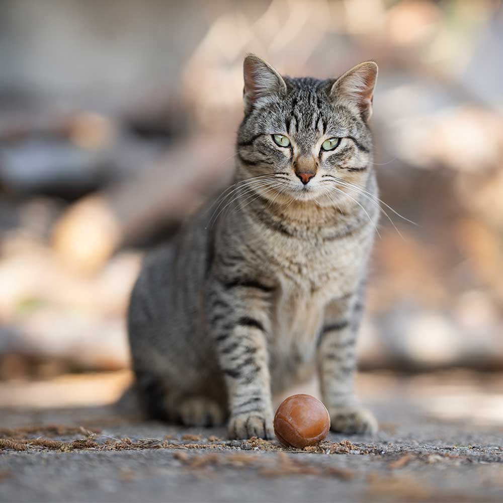 retorn - Ball (2 Stück) - Katzenspielzeug